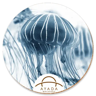 Round Round - Custom Phone Wallets Now