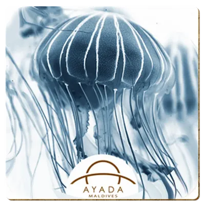 Square Square - Custom Phone Wallets Now