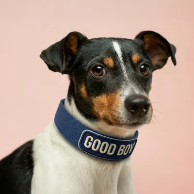 Pet Harness - Custom Phone Wallets Now