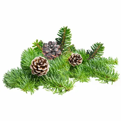 Pine - Custom Phone Wallets Now