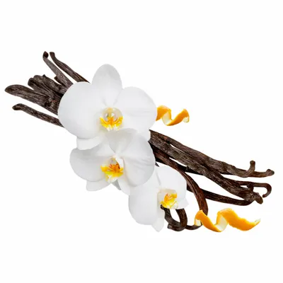 Vanilla - Custom Phone Wallets Now