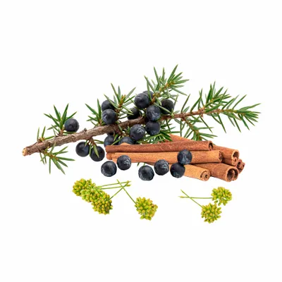 Juniper Berry - Custom Phone Wallets Now